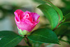 Camellia Opening