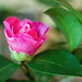 Camellia Opening
