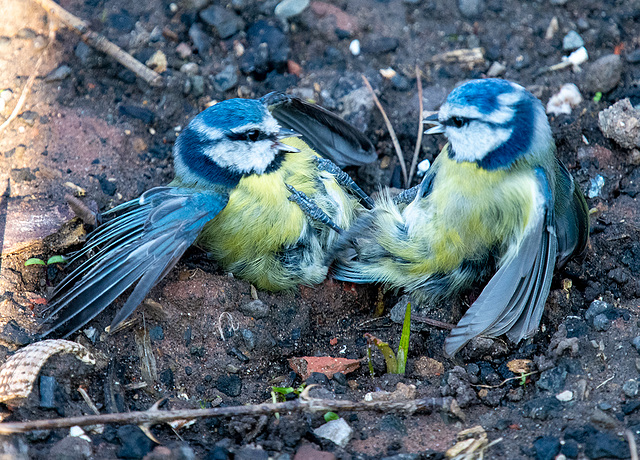 Blue tits fighting