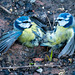 Blue tits fighting