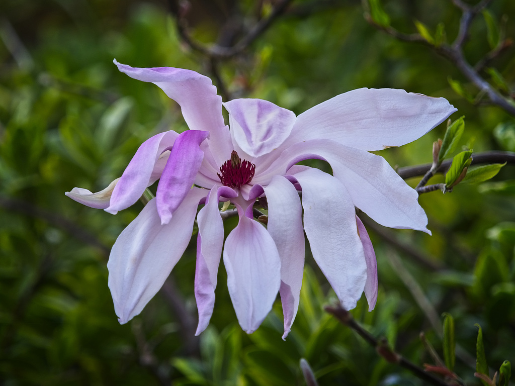 Magnolia