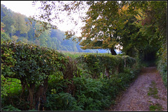 Rough  forest road