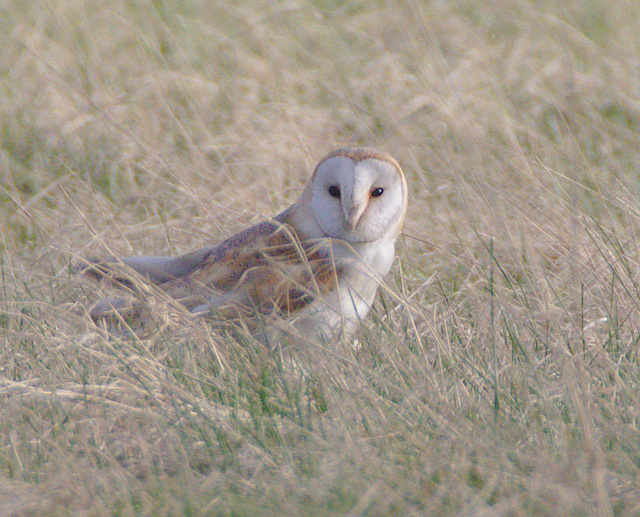 EF7A6785barnowl