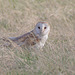 EF7A6785barnowl