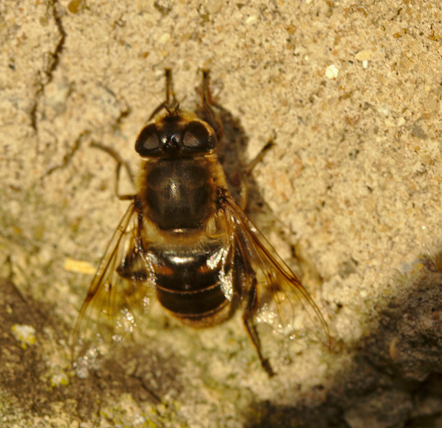 Hoverfly IMG_0324