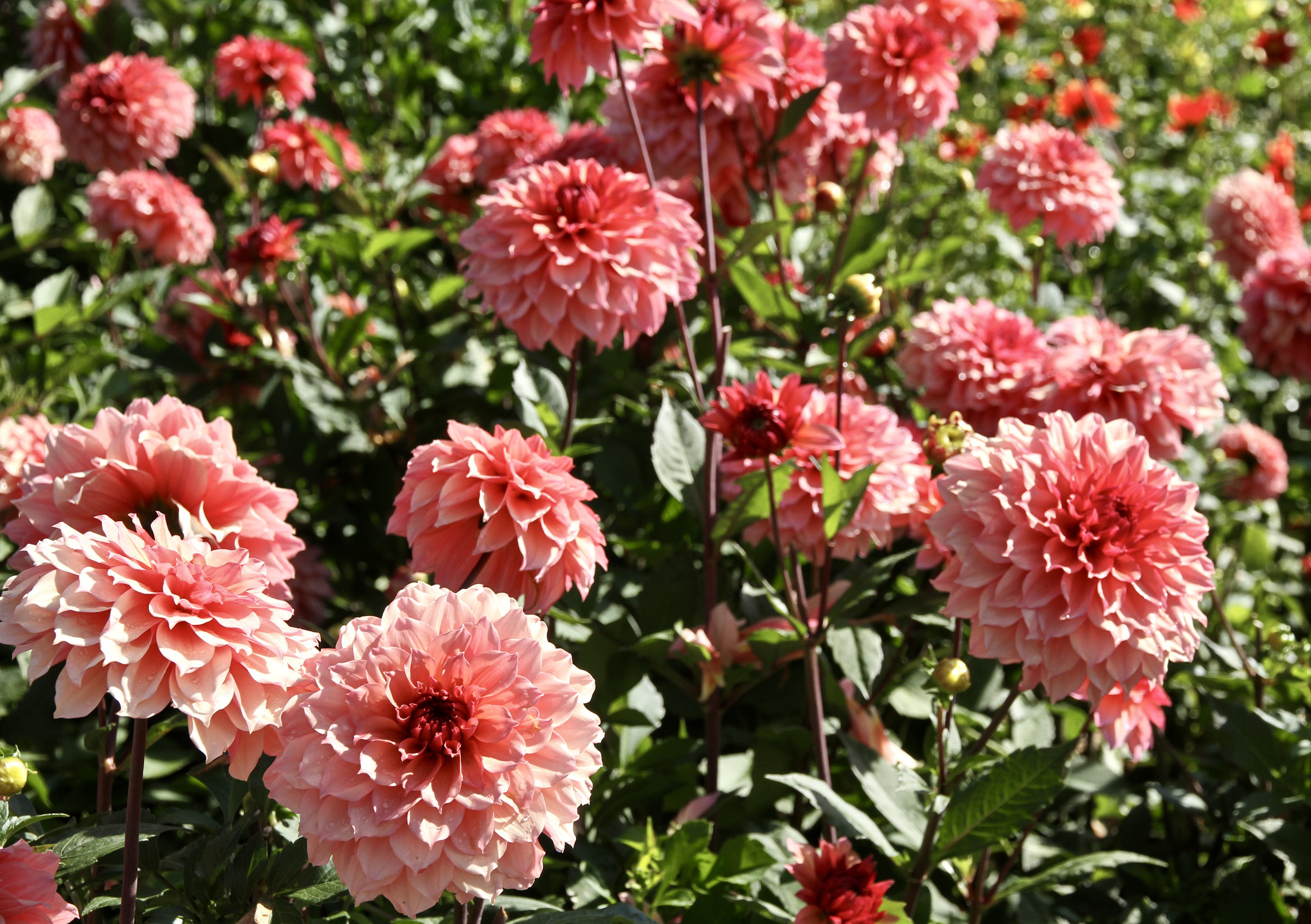 Dahlien