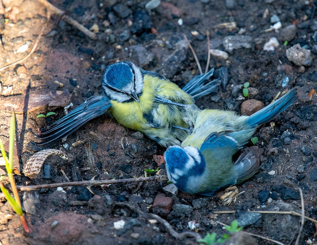 Blue tits fighting