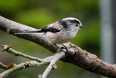 Long tailed tit