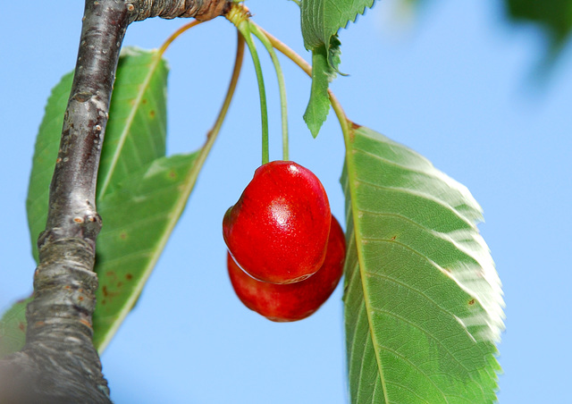 Agreeable conversations are like cherries, they come one after the other ...