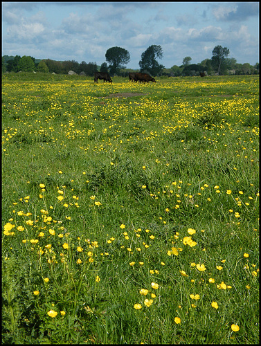 buttercup meadow