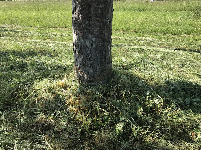 Nacharbeiten am Boskop