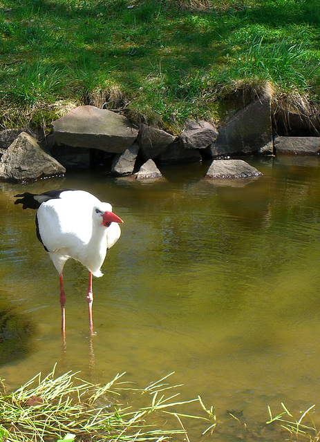 Klapperstorch