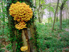 Baum-pilz--with babies
