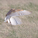 EF7A6788barnowl