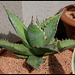 Agave titanota  (5)