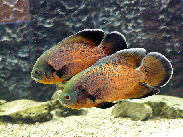 Astronotus Ocellatus