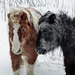 Miniature horses in a winter playground