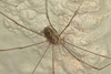 Harvestman EF7A5418