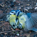 Blue tits fighting