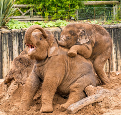 Baby elephants4