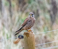 Kestrel