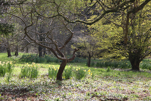 Dyffryn Gardens