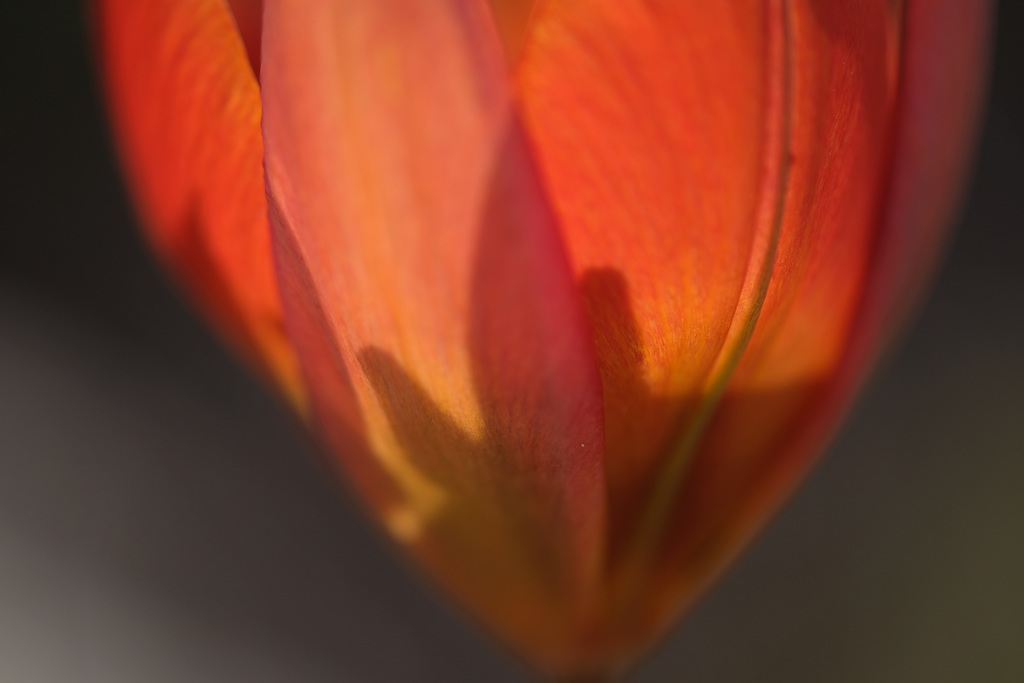 DSCF7363