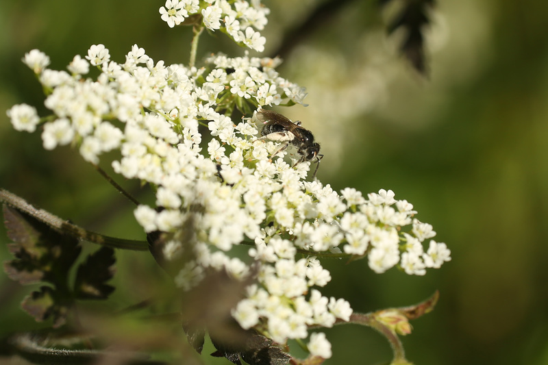 Tiny Bee Combe Valley2