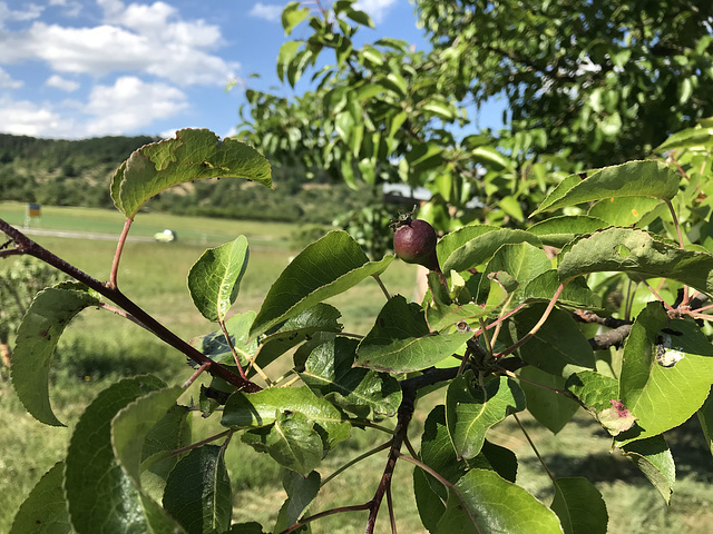 eine Birne