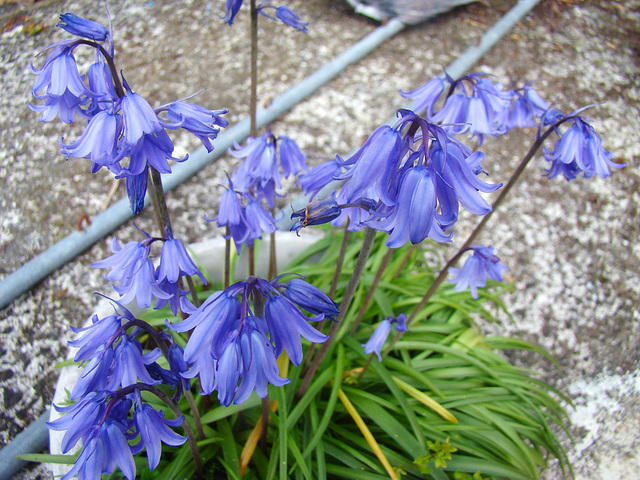 Bluebells