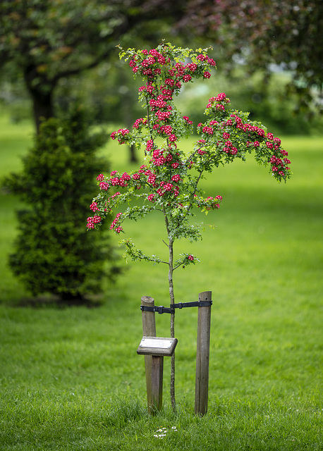 Memorial Tree