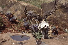 Lizard and horn-eating moths