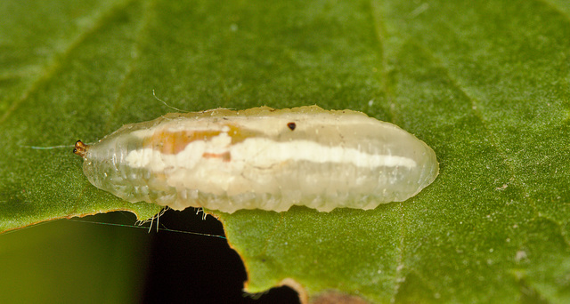 EF7A5383 Hoverfly larva