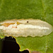 EF7A5383 Hoverfly larva
