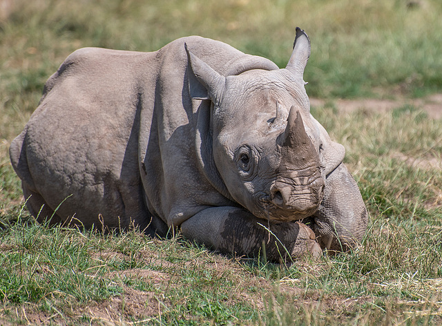 Baby rhino5