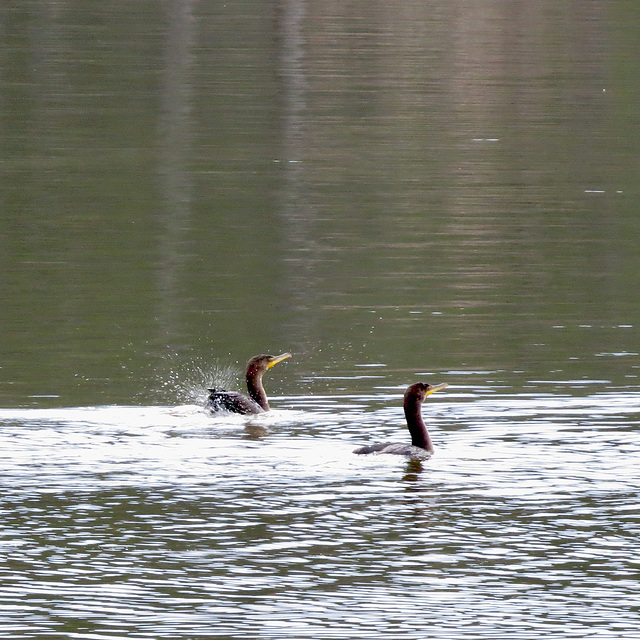 Cormorants ready to depart