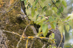 An eye through the leaves