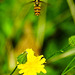 20230706 1590CPw [D~LIP] Kleinköpfiger Pippau (Crepis capillaris), Hainschwebfliege, Bad Salzuflen