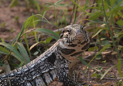 EF7A2822 Argentine Tegu