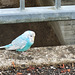 Blauer Wellensittich