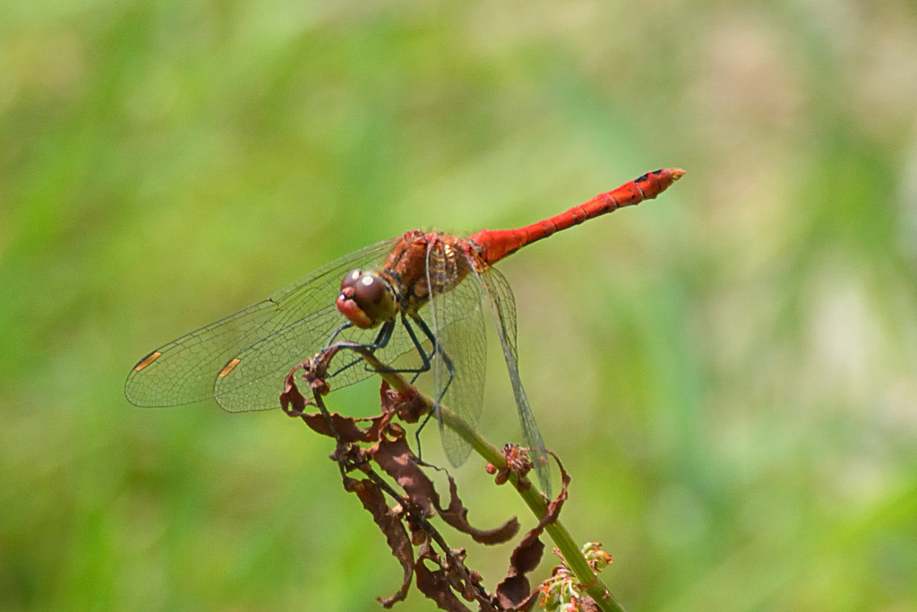 Ruddy Darter m (Sympetrum sanguinem) 01