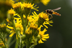 20140714 3909VRMw [D~LIP] Hainschwebfliege (Episyphus balteatus), [Wander-, Winterschwebfliege], UWZ, Bad Salzuflen