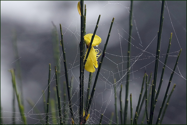 Späte Blüte