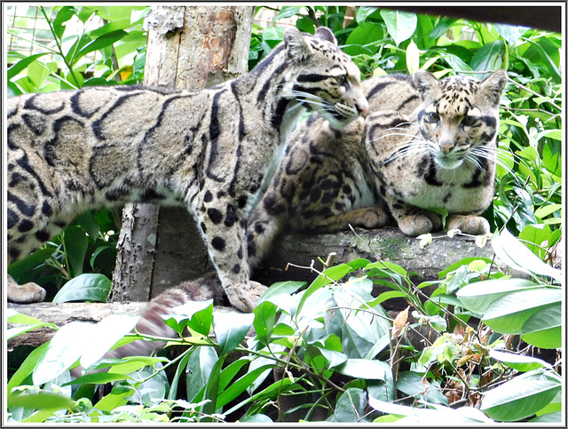 Panthères au parc zoologique de Pleugueneuc