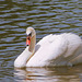 a swan reflecting