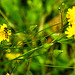 20230706 1591CPw [D~LIP] Kleinköpfiger Pippau (Crepis capillaris), Hainschwebfliege, Bad Salzuflen