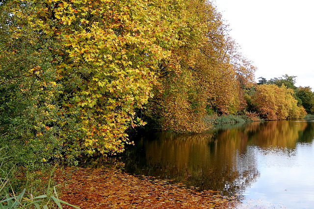 l' automne s' installe autour de l' etang ......