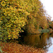 l' automne s' installe autour de l' etang ......