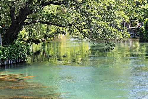 Les rives de la Sorgue