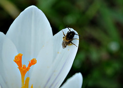 Krokus mit Insekt